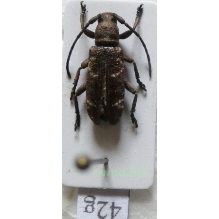Apomecyna mindanaonis Breuning, 1980 Philippines42g
